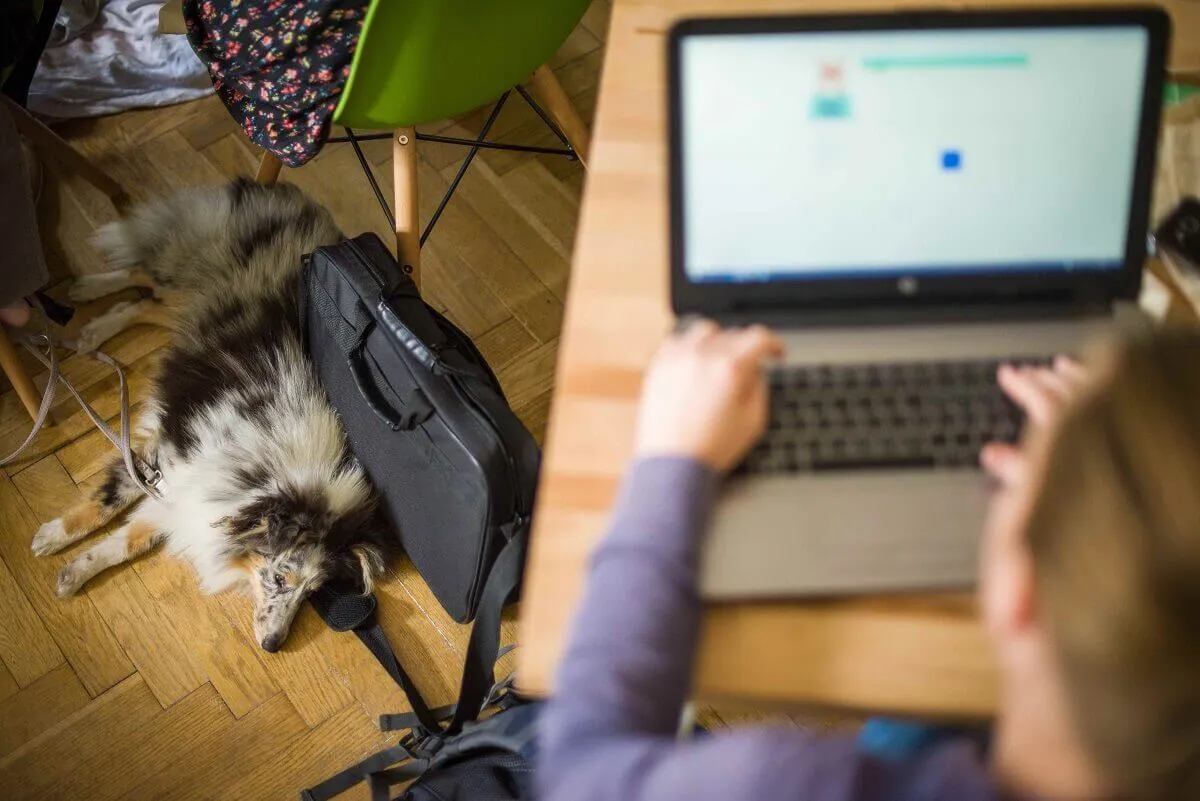 Green Fox Academy coding workshop